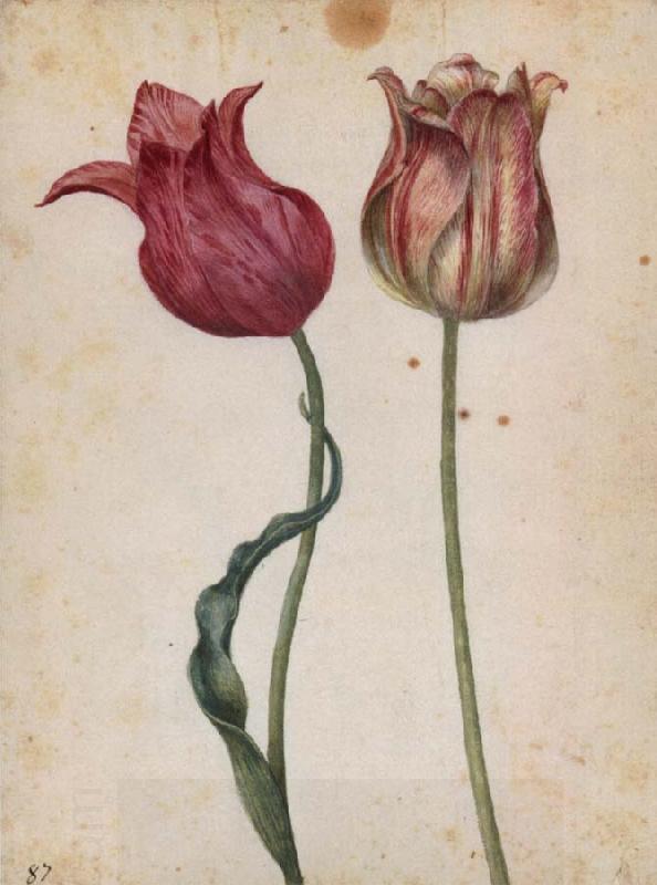 Georg Flegel Two Tulips China oil painting art